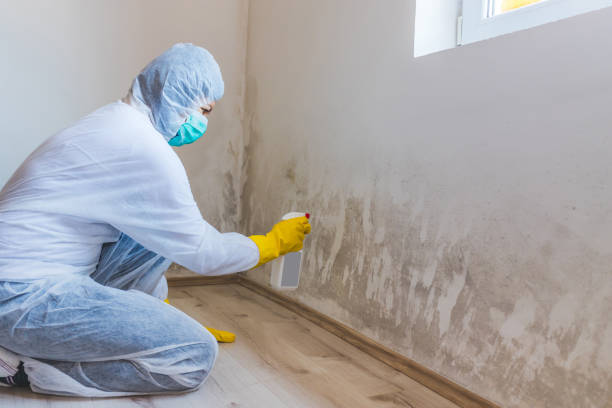Licensed Black Mold Remediation service in Empire, MI - 24 Hour Mold Removal