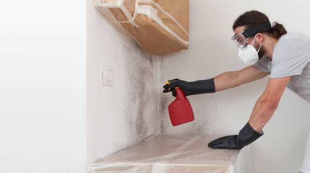 Professional Black Mold Remediation technician working in Empire, MI