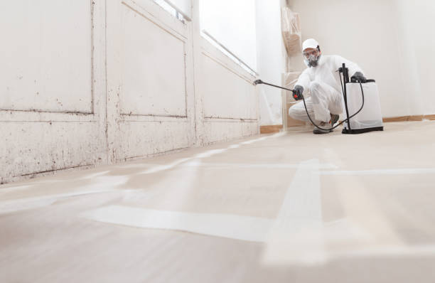 24/7 Emergency Black Mold Remediation experts in Empire, MI