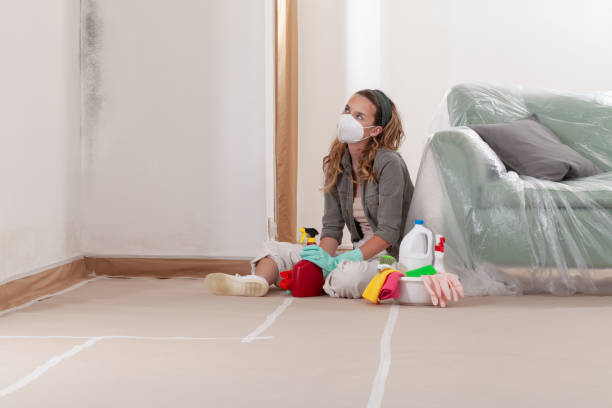 Reliable Black Mold Remediation contractor in Empire, MI by 24 Hour Mold Removal