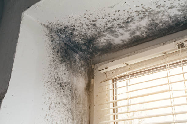 Affordable Black Mold Remediation solutions in Empire, MI